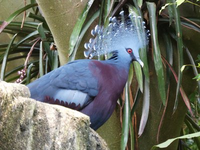 20190509 - Zoo - Victoria Crowned Pigeon