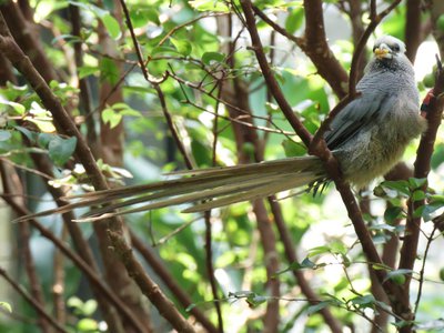 20190509 - Zoo - White-headed Mousebird