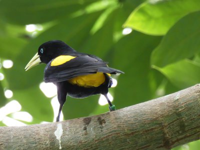 20190509 - Zoo - Yellow-rumped Cacique