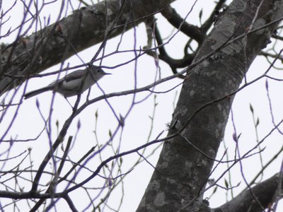 20190511 - Lake Betz - Blue-gray Gnatcatcher 1