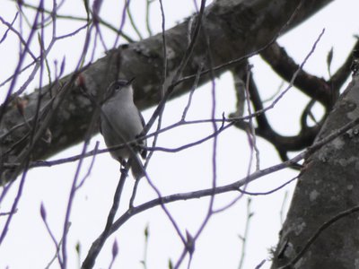 20190511 - Lake Betz - Blue-gray Gnatcatcher 2