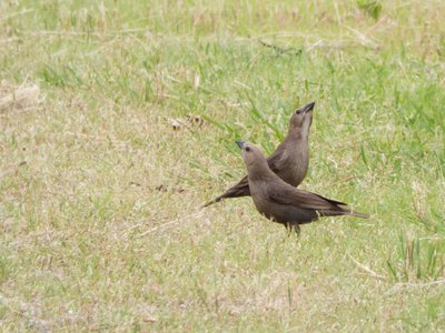 20190511 - Lake Betz - Female Brown-headed Cowbirds