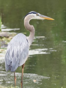 20190511 - Lake Betz - Great Blue Heron 1