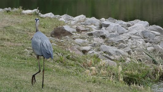 20190511 - Lake Betz - Great Blue Heron 2