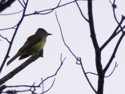 20190511 - Lake Betz - Great Crested Flycatcher