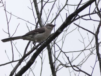 20190511 - Lake Betz - Northern Mockingbird