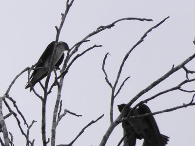 20190511 - Lake Betz - Northern Rough-winged Swallows