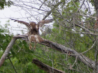 20190511 - Lake Betz - Red-tailed Hawk 1