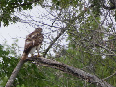 20190511 - Lake Betz - Red-tailed Hawk 2