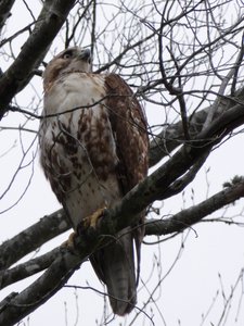 20190511 - Lake Betz - Red-tailed Hawk 3