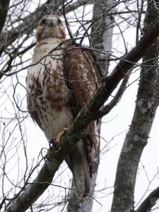 20190511 - Lake Betz - Red-tailed Hawk 4