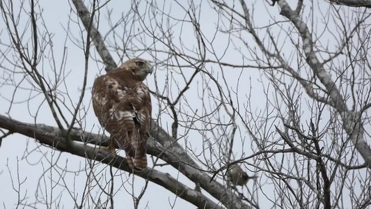 20190511 - Lake Betz - Red-tailed Hawk and Geese