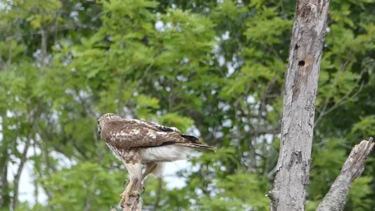 20190511 - Lake Betz - Red-tailed Hawk and Mockingbirds