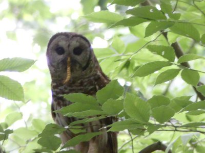 20190524 - Umstead State Park - Barred Owl with Beetle Grub 1