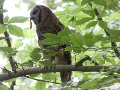 20190524 - Umstead State Park - Barred Owl with Beetle Grub 2