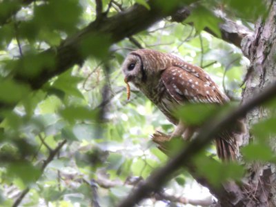 20190524 - Umstead State Park - Barred Owl with Beetle Grub 3