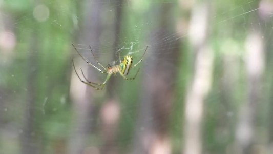 20190524 - Umstead State Park - Basilica Spider 1