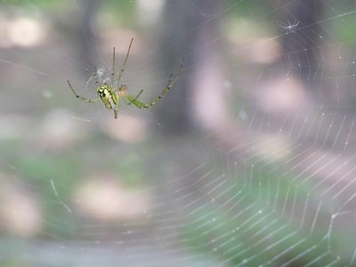 20190524 - Umstead State Park - Basilica Spider 2