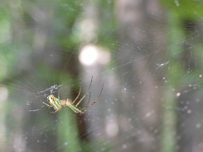 20190524 - Umstead State Park - Basilica Spider 3