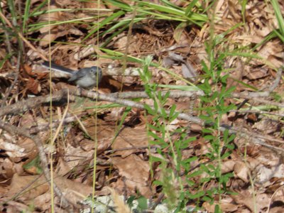 20190524 - Umstead State Park - Blue-gray Gnatcatcher 1