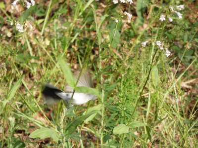 20190524 - Umstead State Park - Blue-gray Gnatcatcher 2