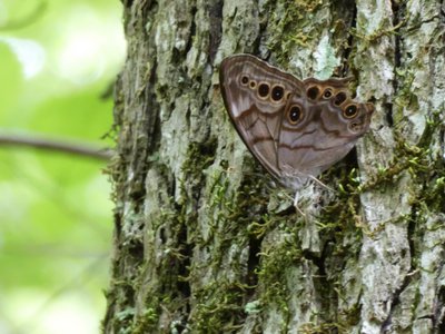 20190524 - Umstead State Park - Northern Pearly Eye