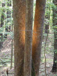 20190524 - Umstead State Park - Sun Spotlight 1