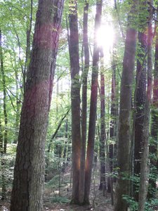 20190524 - Umstead State Park - Sun Spotlight 2