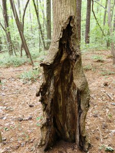 20190524 - Umstead State Park - Unwrapped Tree