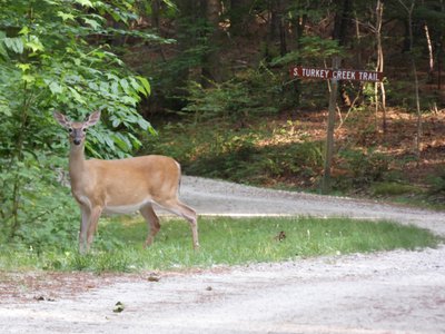 20190524 - Umstead State Park - Whitetail Deer