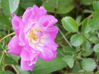 20190524 - Umstead State Park - Wild Rose of Umstead