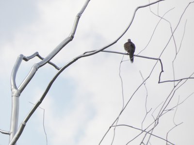 20190601 - NCMA - Mourning Dove