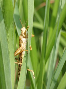 20190601 - Prairie Ridge - American Bird Grasshopper 1