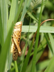 20190601 - Prairie Ridge - American Bird Grasshopper 2