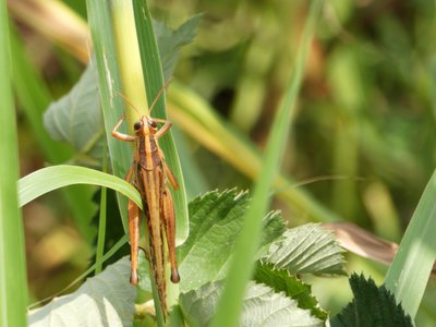 20190601 - Prairie Ridge - American Bird Grasshopper 3