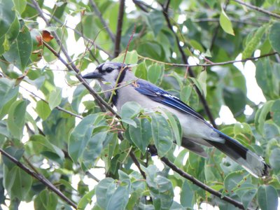 20190601 - Prairie Ridge - Blue Jay