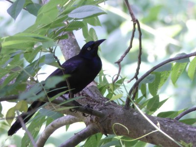 20190601 - Prairie Ridge - Common Grackle