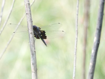 20190601 - Prairie Ridge - Dragonfly 1