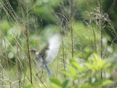 20190601 - Prairie Ridge - Eastern Bluebird 1