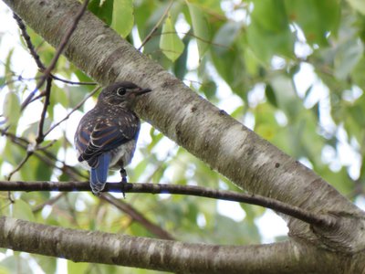 20190601 - Prairie Ridge - Eastern Bluebird 2