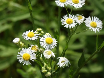 20190601 - Prairie Ridge - Eastern Daisy Fleabane 1