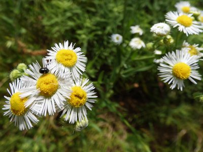 20190601 - Prairie Ridge - Eastern Daisy Fleabane 2