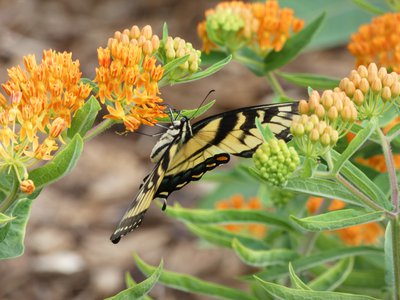 20190601 - Prairie Ridge - Eastern Tiger Swallowtail 1