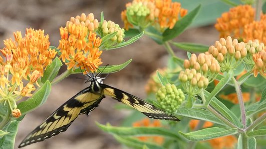 20190601 - Prairie Ridge - Eastern Tiger Swallowtail 2