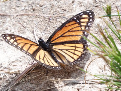 20190601 - Prairie Ridge - Monarch Butterfly 1