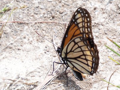 20190601 - Prairie Ridge - Monarch Butterfly 2