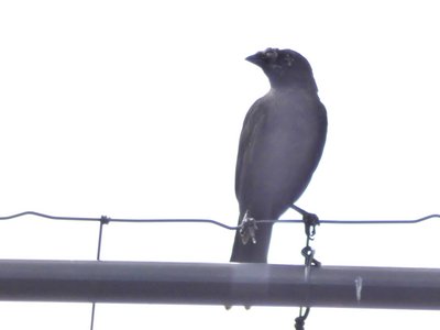 20190601 - Prairie Ridge - Mystery Bird