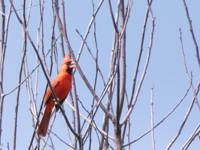 20190601 - Prairie Ridge - Northern Cardinal