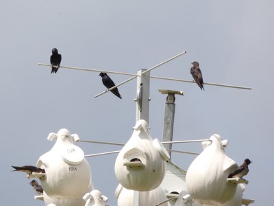 20190601 - Prairie Ridge - Purple Martins 1