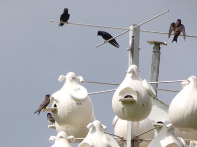 20190601 - Prairie Ridge - Purple Martins 2